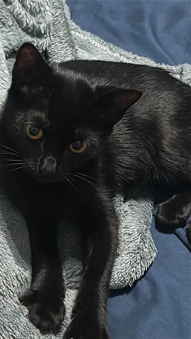 Gato raça SRD-ViraLata idade 2 a 6 meses nome Arya 