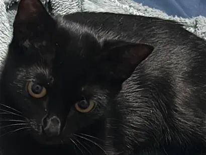 Gato raça SRD-ViraLata idade 2 a 6 meses nome Arya 