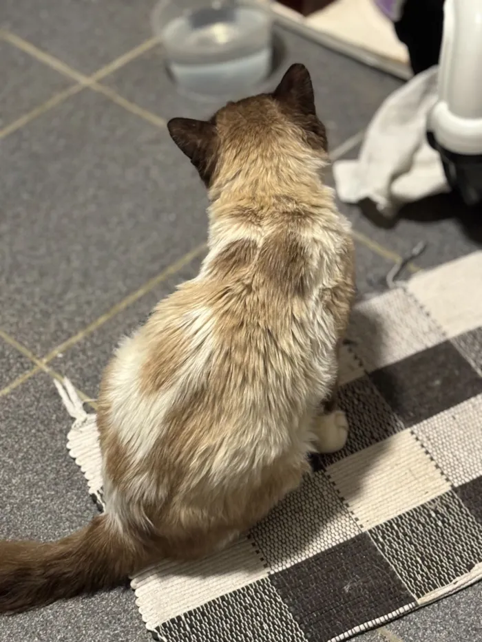 Gato raça SRD-ViraLata idade 5 anos nome Cocada