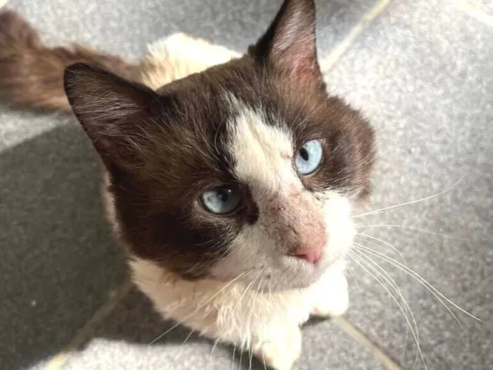 Gato raça SRD-ViraLata idade 5 anos nome Cocada
