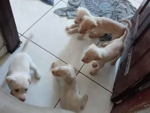 Cachorro raça Labrador idade Abaixo de 2 meses nome filhotes