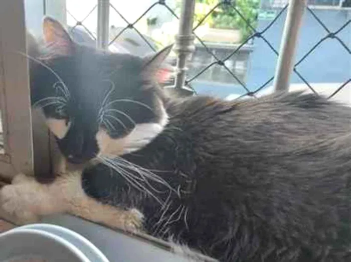 Gato raça SRD-ViraLata idade 4 anos nome Yone