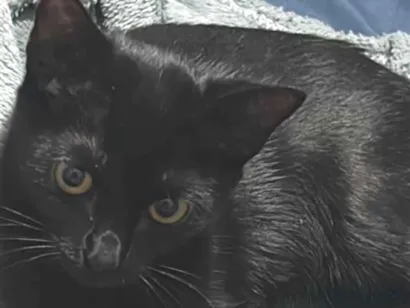 Gato raça SRD-ViraLata idade 2 a 6 meses nome Arya 