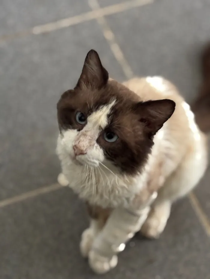 Gato raça SRD-ViraLata idade 5 anos nome Cocada