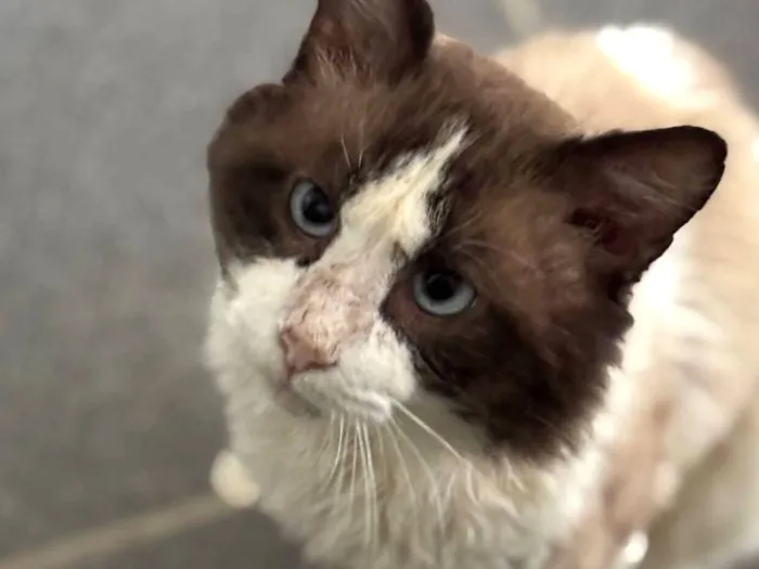 Gato raça SRD-ViraLata idade 5 anos nome Cocada