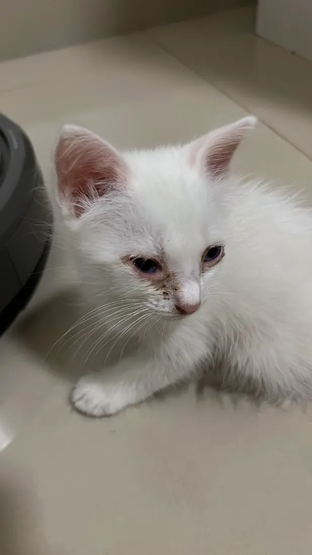 Gato raça SRD-ViraLata idade Abaixo de 2 meses nome Angelina