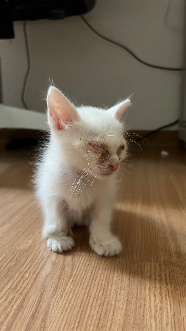 Gato raça SRD-ViraLata idade Abaixo de 2 meses nome Angelina