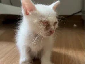 Gato raça SRD-ViraLata idade Abaixo de 2 meses nome Angelina