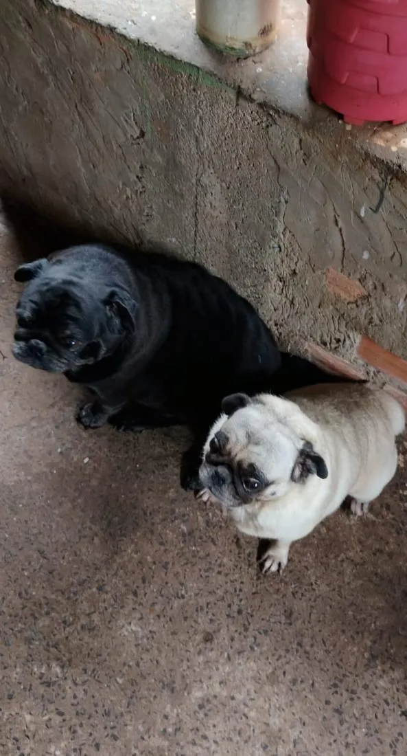 Cachorro raça SRD-ViraLata idade 4 anos nome Bruce e Matilde