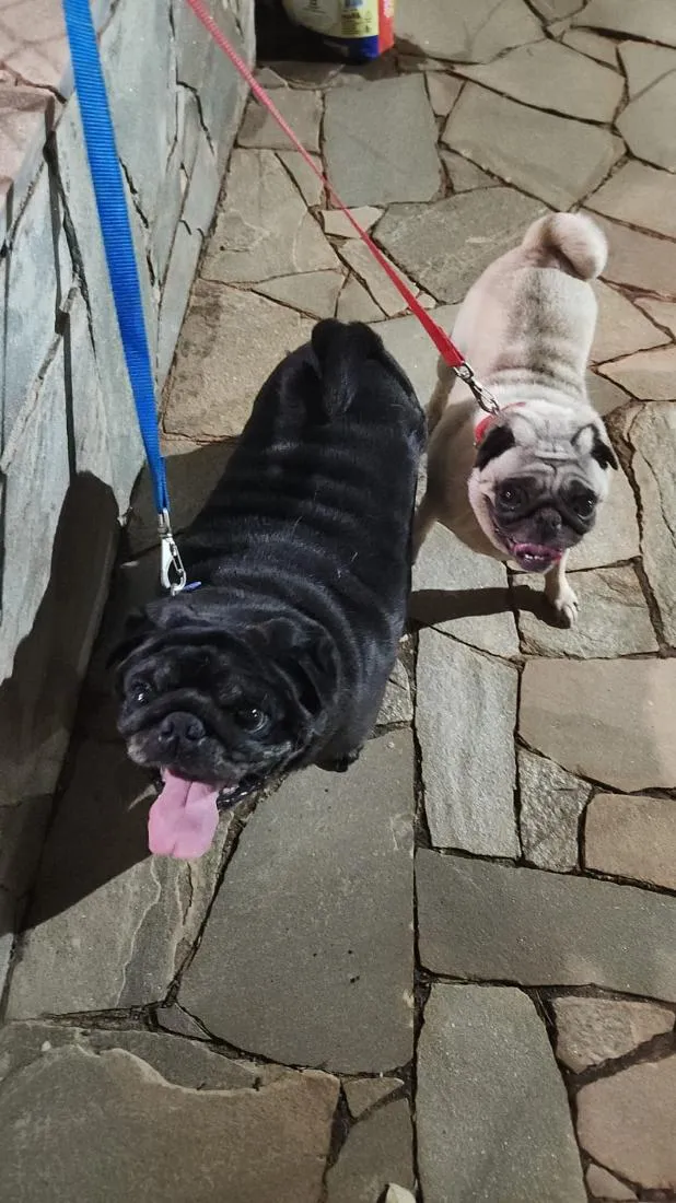 Cachorro raça SRD-ViraLata idade 4 anos nome Bruce e Matilde