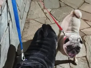 Cachorro raça SRD-ViraLata idade 4 anos nome Bruce e Matilde