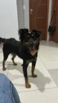 Adão