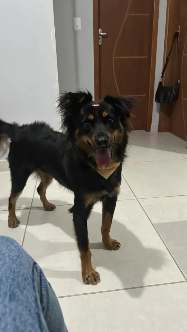 Cachorro raça SRD-ViraLata idade 2 anos nome Adão