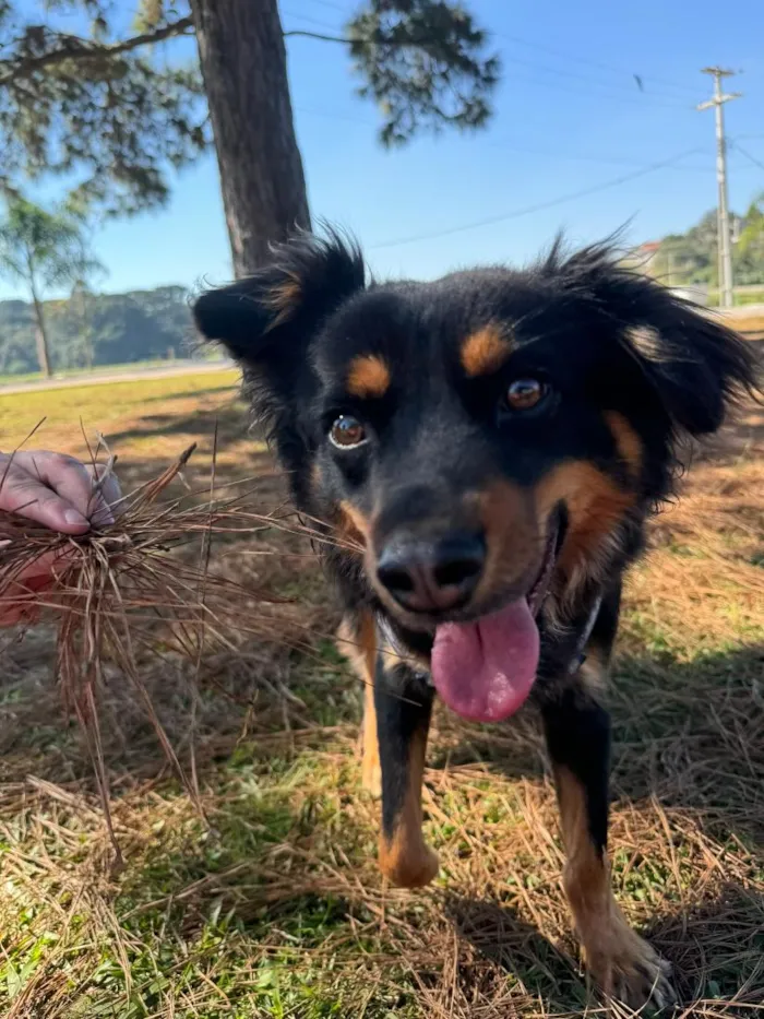 Cachorro raça SRD-ViraLata idade 2 anos nome Adão