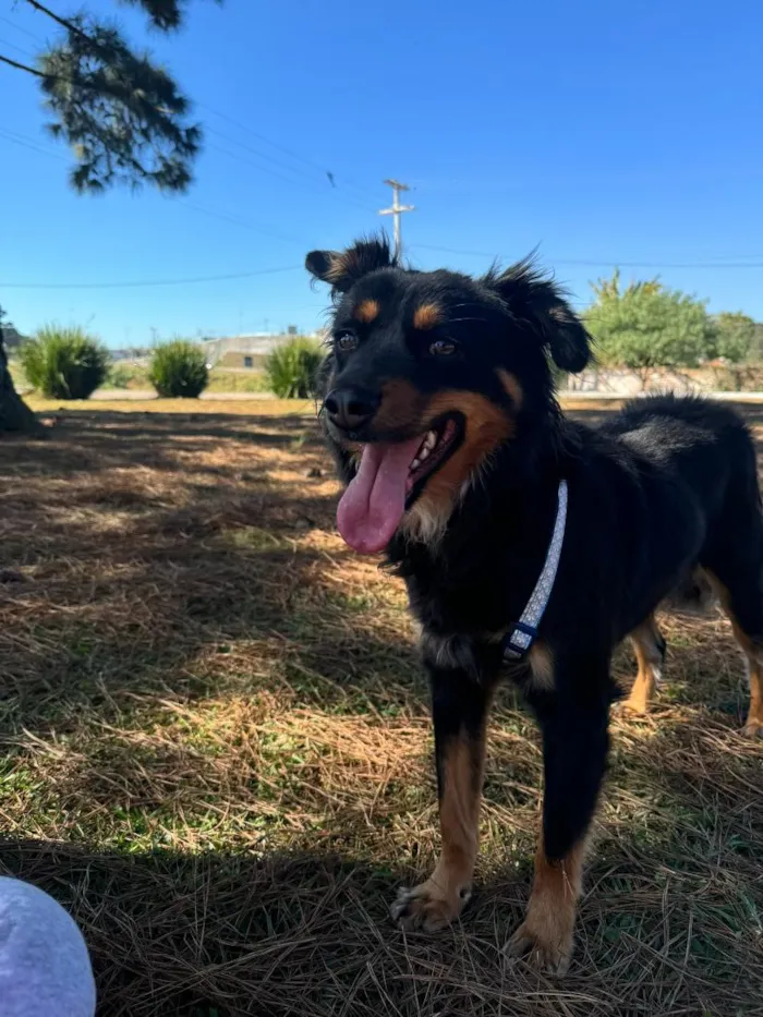 Cachorro raça SRD-ViraLata idade 2 anos nome Adão