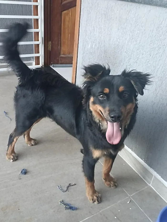 Cachorro raça SRD-ViraLata idade 2 anos nome Adão