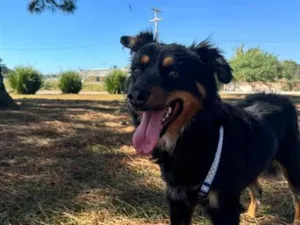 Cachorro raça SRD-ViraLata idade 2 anos nome Adão