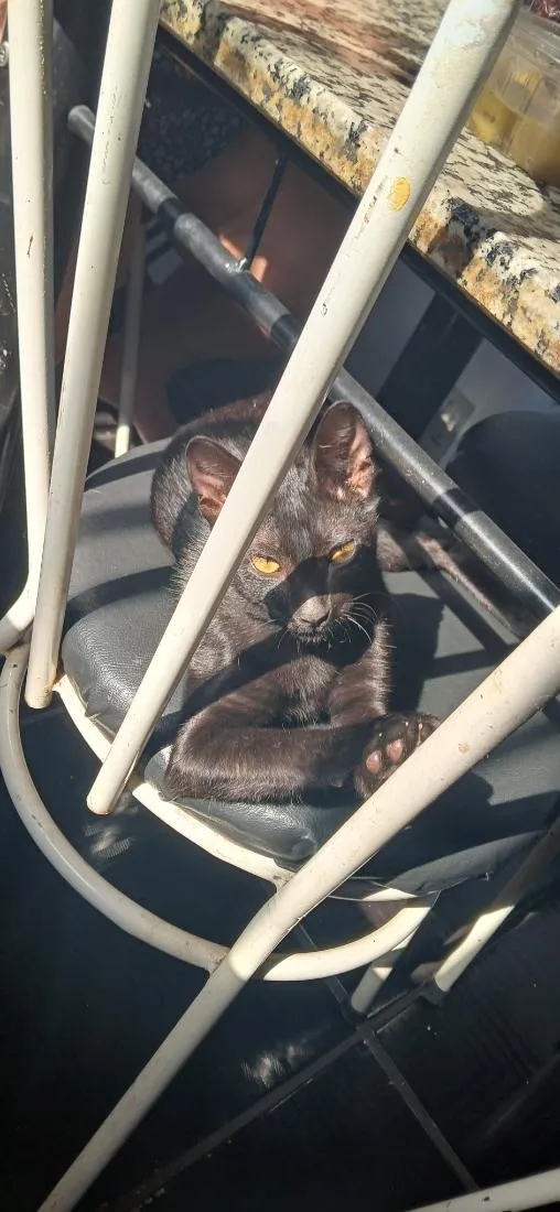 Gato raça SRD-ViraLata idade 2 a 6 meses nome sem nome