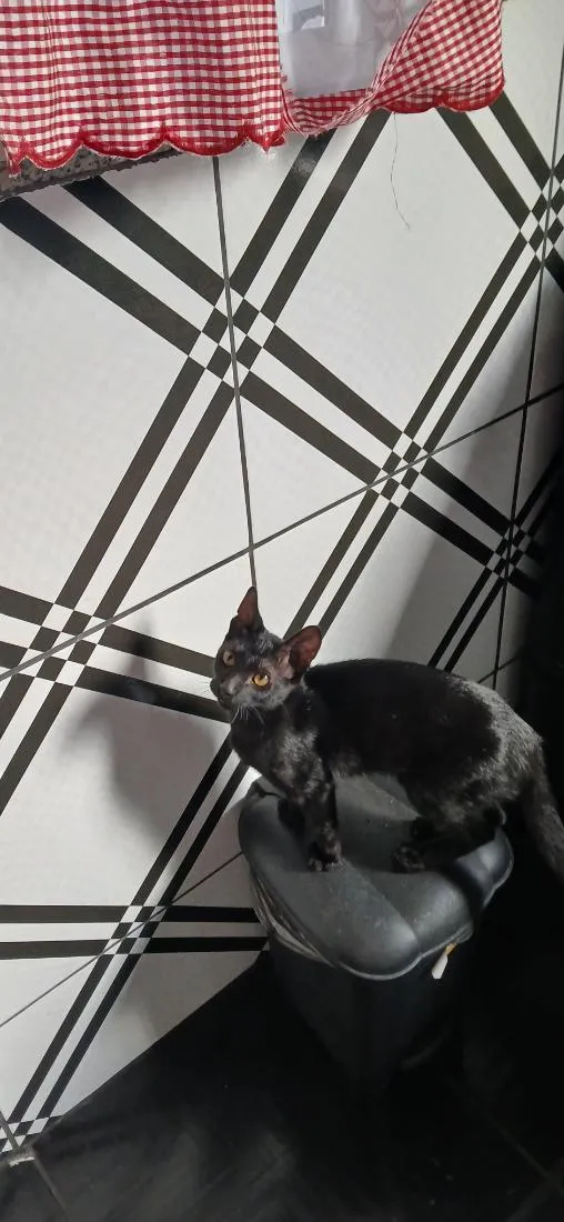 Gato raça SRD-ViraLata idade 2 a 6 meses nome sem nome