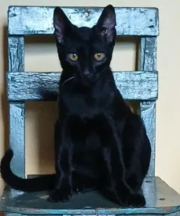 Gato raça SRD-ViraLata idade 2 a 6 meses nome sem nome