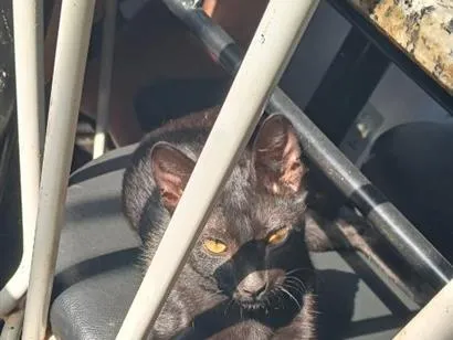 Gato raça SRD-ViraLata idade 2 a 6 meses nome sem nome