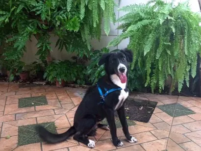 Cachorro raça SRD-ViraLata idade 7 a 11 meses nome Mike