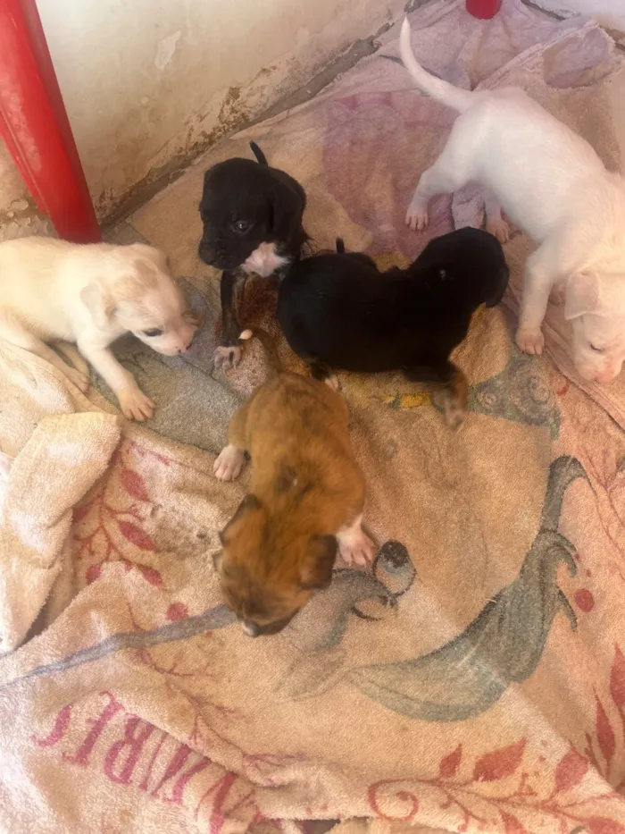 Cachorro raça SRD-ViraLata idade Abaixo de 2 meses nome Ainda não tem nome 