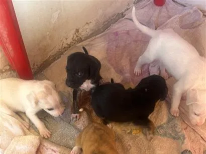 Cachorro raça SRD-ViraLata idade Abaixo de 2 meses nome Ainda não tem nome 