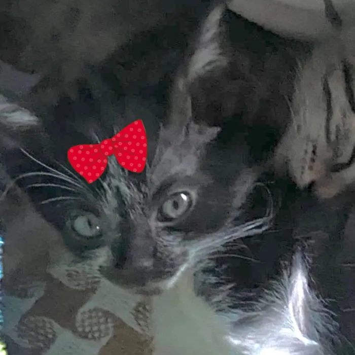 Gato raça SRD-ViraLata idade 2 a 6 meses nome Mia 