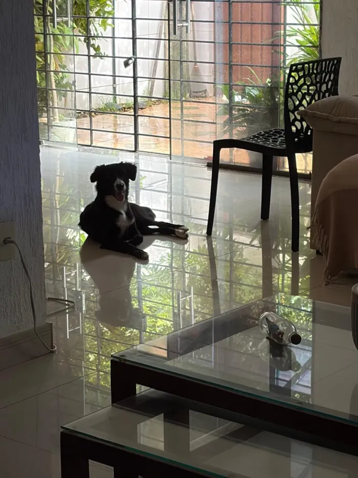 Cachorro raça SRD-ViraLata idade 7 a 11 meses nome Mike