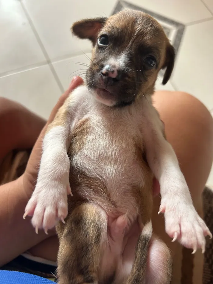 Cachorro raça SRD-ViraLata idade Abaixo de 2 meses nome Ainda não tem nome 