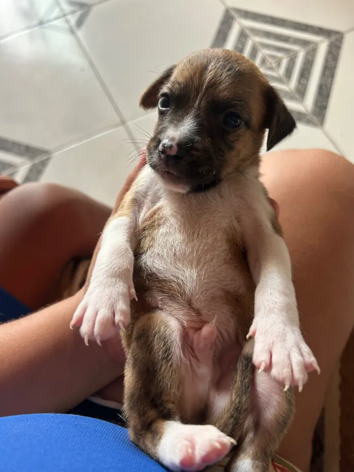 Cachorro raça SRD-ViraLata idade Abaixo de 2 meses nome Ainda não tem nome 
