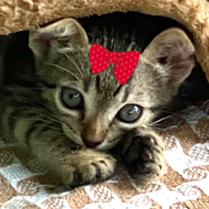 Gato raça SRD-ViraLata idade 2 a 6 meses nome Bia 