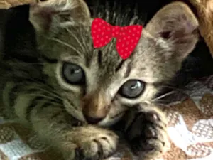 Gato raça SRD-ViraLata idade 2 a 6 meses nome Bia 