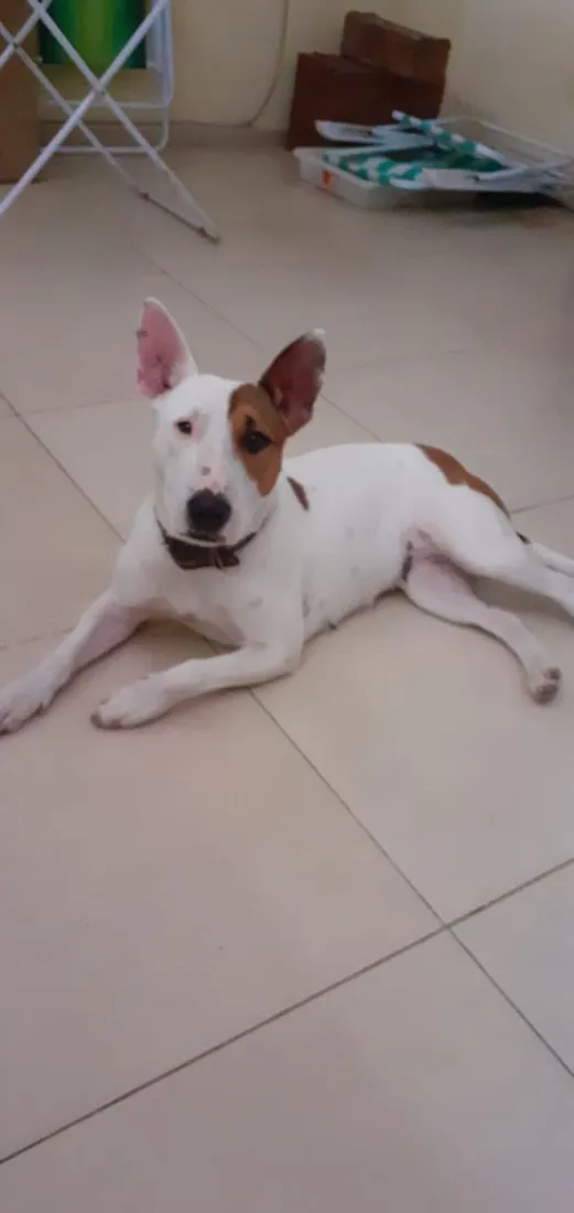 Cachorro raça Pit-Bull idade 3 anos nome Gamora 