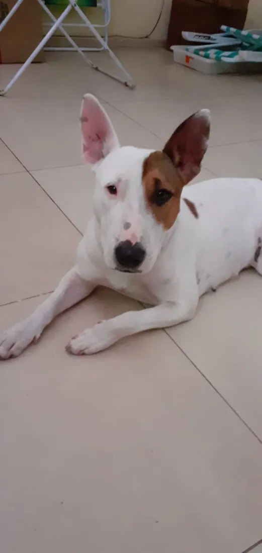 Cachorro raça Pit-Bull idade 3 anos nome Gamora 