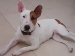 Cachorro raça Pit-Bull idade 3 anos nome Gamora 
