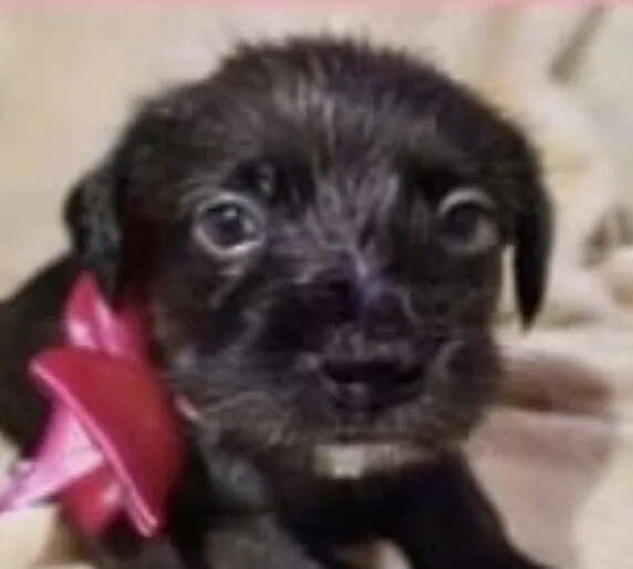 Cachorro raça SRD-ViraLata idade 2 a 6 meses nome Mina 