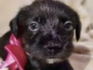 Cachorro raça SRD-ViraLata idade 2 a 6 meses nome Mina 