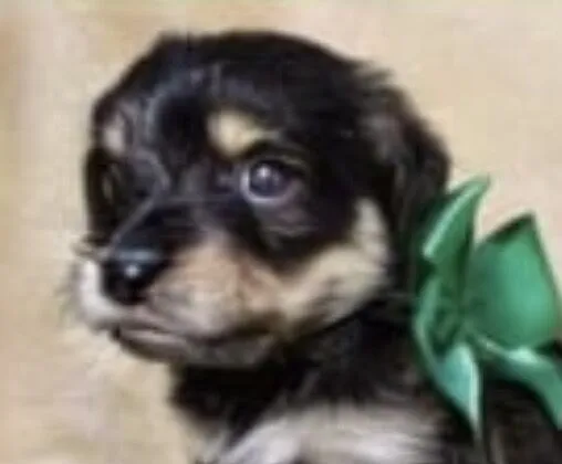 Cachorro raça SRD-ViraLata idade 2 a 6 meses nome Teo 