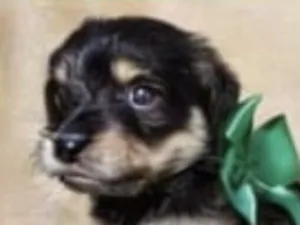 Cachorro raça SRD-ViraLata idade 2 a 6 meses nome Teo 