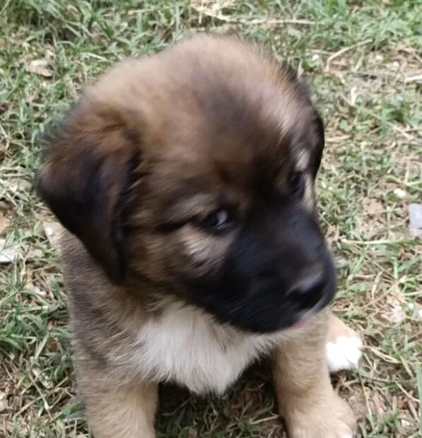 Cachorro raça SRD-ViraLata idade 2 a 6 meses nome Tody 