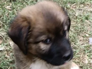 Cachorro raça SRD-ViraLata idade 2 a 6 meses nome Tody 
