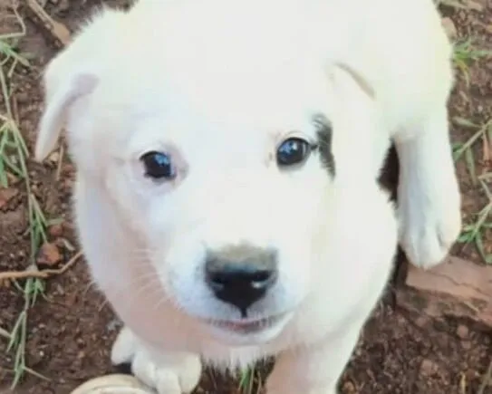 Cachorro raça SRD-ViraLata idade 2 a 6 meses nome Apolo 