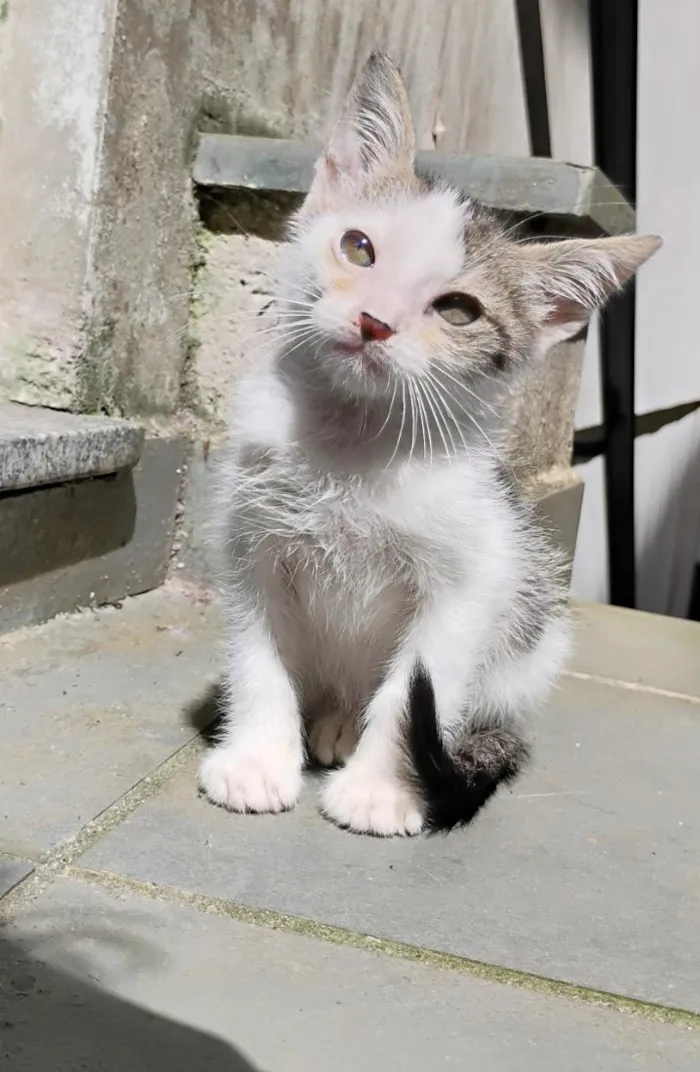 Gato raça SRD-ViraLata idade 2 a 6 meses nome Ariel