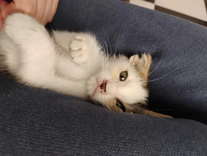 Gato raça SRD-ViraLata idade 2 a 6 meses nome Ariel