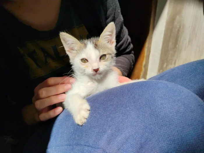 Gato raça SRD-ViraLata idade 2 a 6 meses nome Ariel