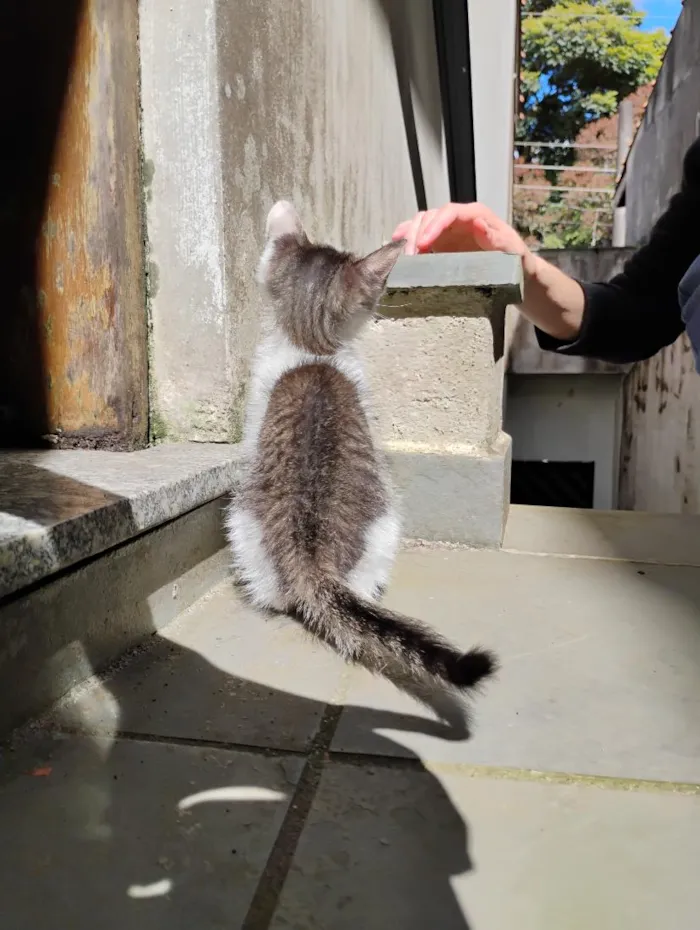 Gato raça SRD-ViraLata idade 2 a 6 meses nome Ariel