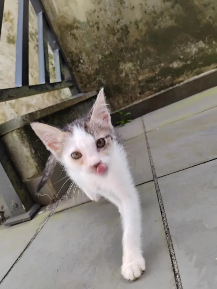 Gato raça SRD-ViraLata idade 2 a 6 meses nome Ariel