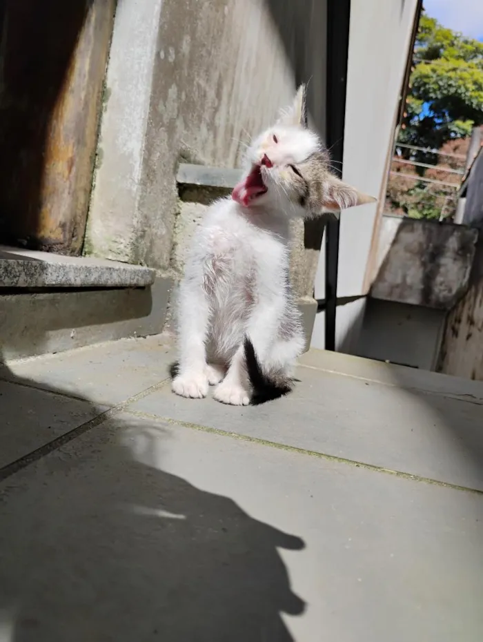 Gato raça SRD-ViraLata idade 2 a 6 meses nome Ariel